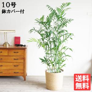 高性チャメドレア 観葉植物 10号 大型 ヤシの木 やわらかいかご付き