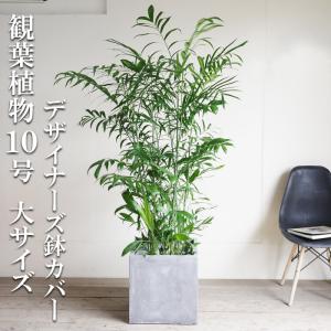 フェニックス ロベレニー 8号鉢 ブラックセラアート鉢植え 状態良し