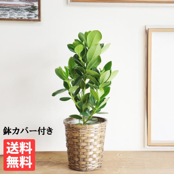 クルシア ロゼア プリンセス 鉢カバー付 観葉植物 送料無料 中型 即日出荷 クルーシャ
