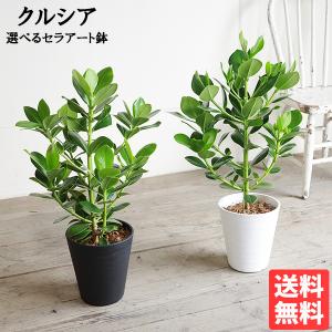 キングパーム 8号 ユスラヤシ ヤシ 観葉植物 インテリア 鉢植え