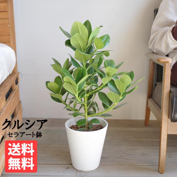 クルシア ロゼア プリンセス 白色セラアート鉢植え 観葉植物 送料無料 中型 即日出荷 クルーシャ