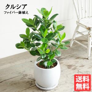 クルシア ロゼア プリンセス 白丸型鉢植え ファ...の商品画像