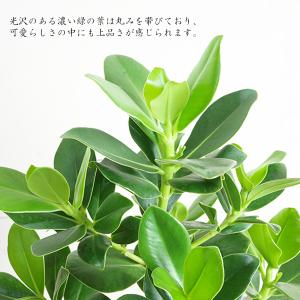 クルシア ロゼア プリンセス 白丸型鉢植え フ...の詳細画像1