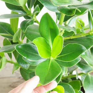 クルシア ロゼア プリンセス 白丸型鉢植え フ...の詳細画像2