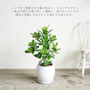 クルシア ロゼア プリンセス 白丸型鉢植え フ...の詳細画像3