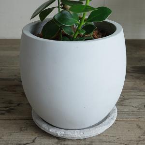 クルシア ロゼア プリンセス 白丸型鉢植え フ...の詳細画像4