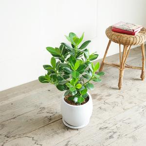 クルシア ロゼア プリンセス 白丸型鉢植え フ...の詳細画像5