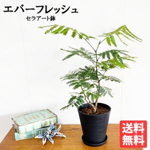 エバーフレッシュ ねむの木 7号鉢サイズ 黒色 セラアート鉢 鉢植え
