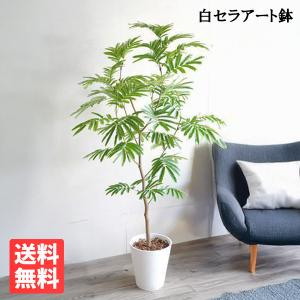 観葉植物 エバーフレッシュ ねむの木 ネムノキ 曲がり　８号白セラアート鉢 エバーフレッシュ ホワイトセラアート鉢植え 観葉植物 送料無料 大型