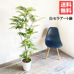 エバーフレッシュ ホワイトセラアート鉢植え 観葉植物 送料無料 大型 ネムノキ ねむの木 即日出荷｜pg869