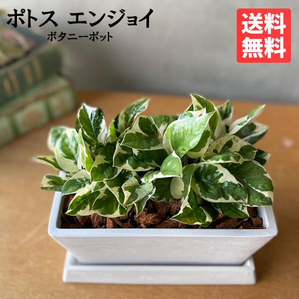 ポトス エンジョイ スクエア鉢植え ボタニープランター ホワイト 観葉植物 卓上 丈夫で簡単 即日出...