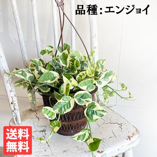 ポトス エンジョイ 吊り鉢 観葉植物 送料無料 珍しい品種 丈夫 吊るす 吊り 即日出荷