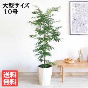 観葉植物　大型　ウンベラータ 観葉植物 ハートの葉っぱ おしゃれ 大型 本物 ウンベラータ フィカス 7