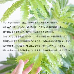 エバーフレッシュ ネムノキ 大型 大鉢 10号...の詳細画像3