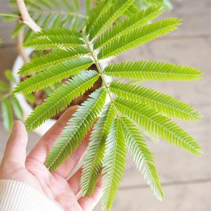 エバーフレッシュ 丸型ファイバー鉢植え ホワイ...の詳細画像2