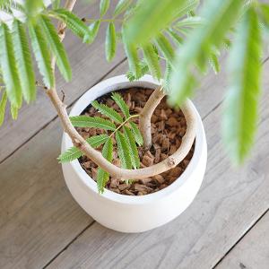 エバーフレッシュ 丸型ファイバー鉢植え ホワイ...の詳細画像5