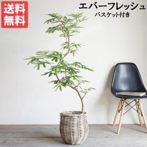 エバーフレッシュ カーブ樹形 ラタン調バスケット付き 観葉植物 送料無料 大型 ネムノキ ねむの木 即日出荷