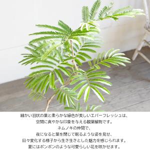 エバーフレッシュ カーブ樹形 ラタン調バスケッ...の詳細画像1