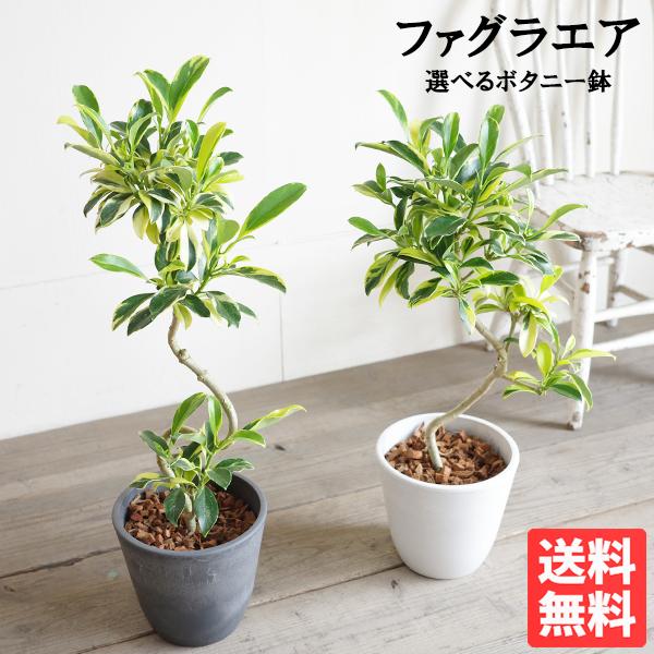 ファグラエア バリエガータ 斑入りＳ字樹形 ボタニープランター植え 選べる鉢色 観葉植物 フイリ 中...