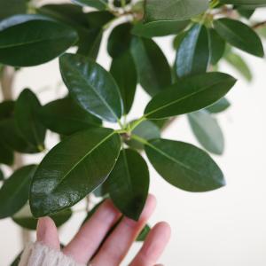 フランスゴム 観葉植物 10号 大型 ゴムの木...の詳細画像1