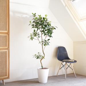 フランスゴム 観葉植物 10号 大型 ゴムの木...の詳細画像2