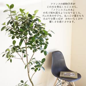 フランスゴム 観葉植物 10号 大型 ゴムの木...の詳細画像4