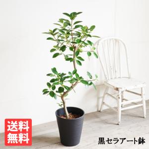 おしゃれ 観葉植物 鉢色選べる：フランスゴムの木*鉢植え 受皿付