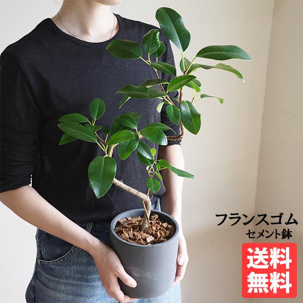 フランスゴム 美カーブ樹形 ブラック セメント鉢植え 観葉植物 中型 お祝い 高級感あり フィカスル...