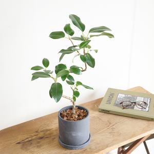 フランスゴム 美カーブ樹形 ブラック セメント...の詳細画像2