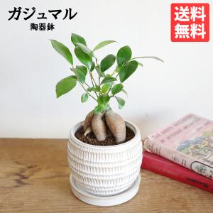 ガジュマル ガジュマルの木 丸型陶器鉢植え 卓上サイズ 観葉植物 ミニ bonsaibowl 送料無料 即日出荷 ホワイト アイボリー