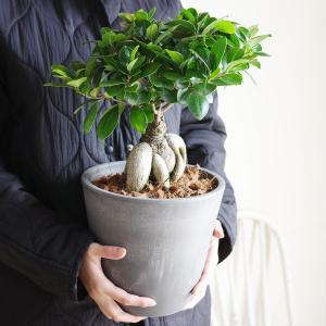 ガジュマル Lサイズ 大きめ ガジュマルの木 ...の詳細画像2