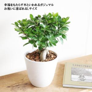 ガジュマル Lサイズ 大きめ ガジュマルの木 ...の詳細画像4