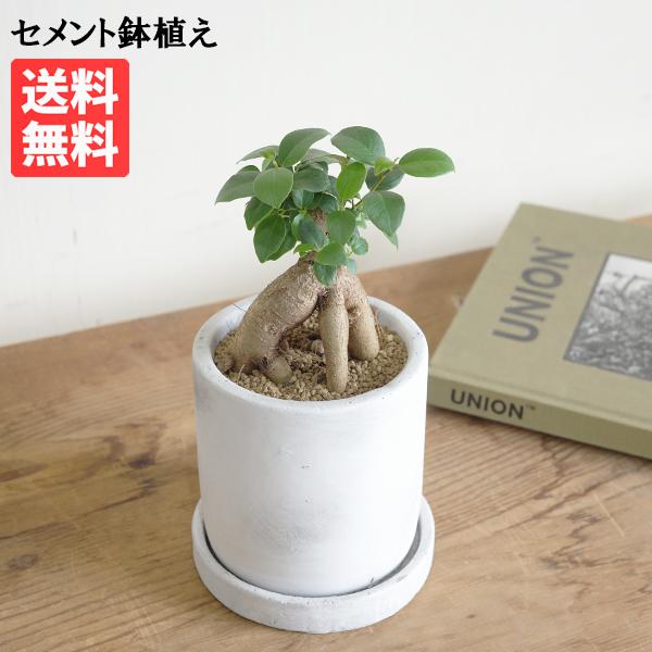 ガジュマル アッシュグレー セメント鉢植え 観葉植物 ミニ 卓上 グレー がじゅまる 即日出荷 送料...
