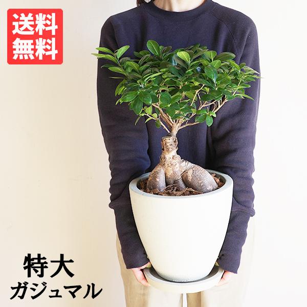 ガジュマル ガジュマルの木 大きい 大型 特大 アイボリーテラコッタ鉢植え 縁起物 観葉植物 多幸の...