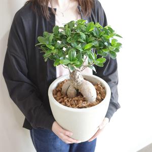 ガジュマル ガジュマルの木 大きい 大型 特大...の詳細画像4