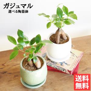 ホワイト ミスターオート P. 'White Mr Oat'（peevia） 一点物 検