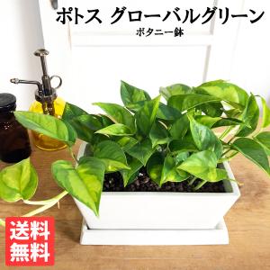 ポトス グローバルグリーン スクエア鉢植え ボタニープランター ホワイト 観葉植物 卓上 丈夫で簡単 即日出荷 送料無料