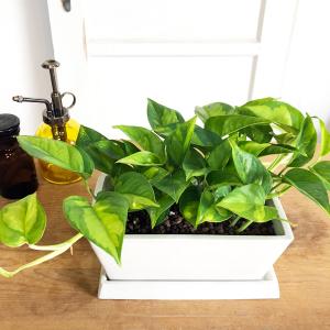 ポトス グローバルグリーン スクエア鉢植え ボ...の詳細画像1