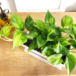 ポトス グローバルグリーン スクエア鉢植え ボ...の詳細画像2