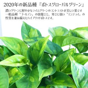 ポトス グローバルグリーン スクエア鉢植え ボ...の詳細画像3
