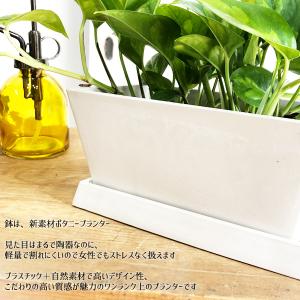 ポトス グローバルグリーン スクエア鉢植え ボ...の詳細画像4