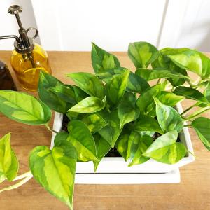 ポトス グローバルグリーン スクエア鉢植え ボ...の詳細画像5