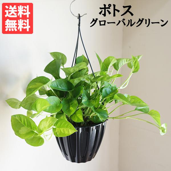 ポトス グローバルグリーン 新品種 吊り鉢 観葉植物 送料無料 珍しい品種 丈夫 吊るす 吊り 即日...