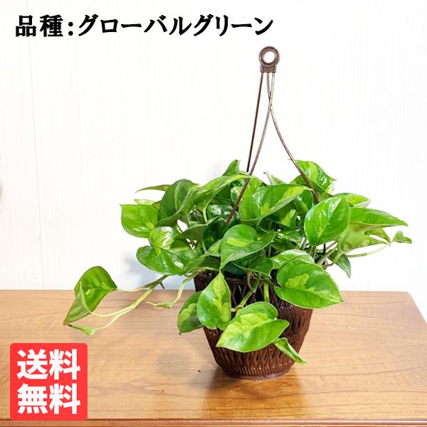ポトス グローバルグリーン 新品種 吊り鉢 観葉植物 送料無料 珍しい品種 丈夫 吊るす 吊り 即日...