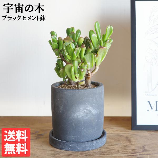 宇宙の木 ブラック セメント鉢植え クラッスラ ゴーラム 多肉植物 観葉植物 小型 送料無料 即日出...