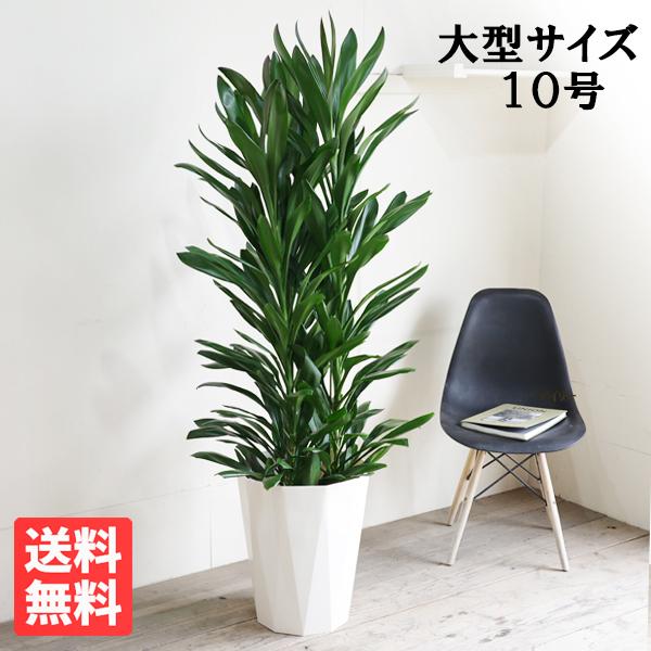グローカル ドラセナ コルジリネ 大鉢 10号 観葉植物 大型 目隠し 寒さに強い おしゃれ 鉢植え...