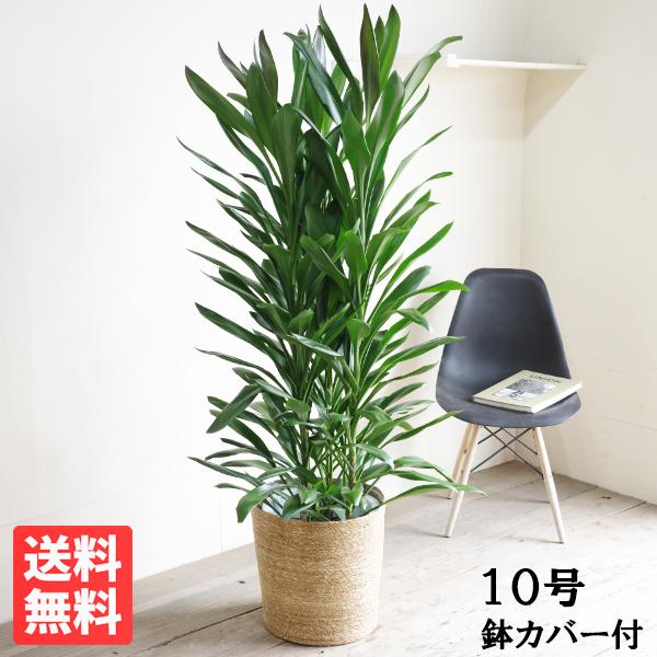 グローカル 観葉植物 10号 大型 バナナリーフ鉢カバー付 ドラセナ コルジリネ 目隠し 寒さに強い...