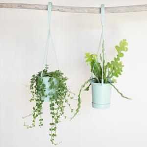 観葉植物 吊るすタイプ 2セット 鉢付き おし...の詳細画像1