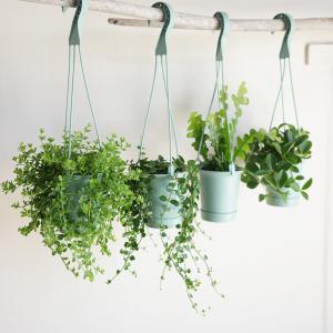 観葉植物 吊るすタイプ 2セット 鉢付き おし...の詳細画像3