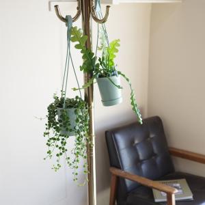 観葉植物 吊るすタイプ 2セット 鉢付き おし...の詳細画像4